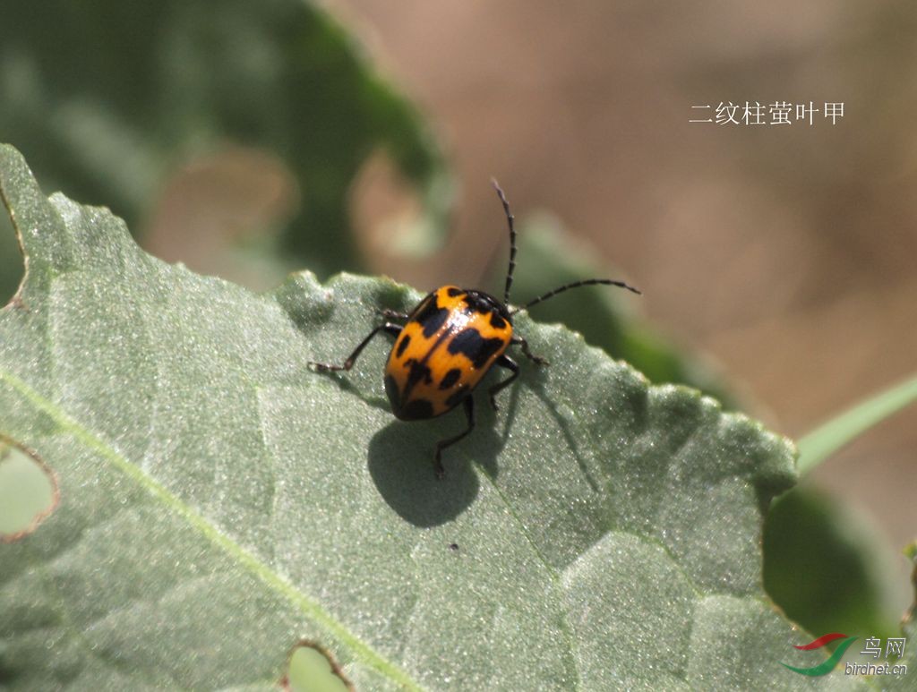 二纹柱萤叶甲