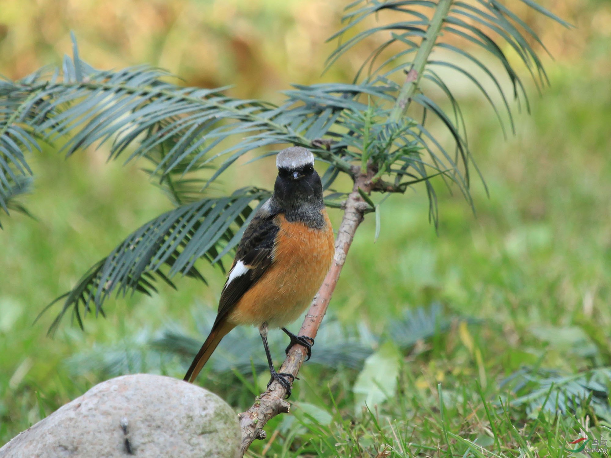 北紅尾鴝(雄)--北京動物園