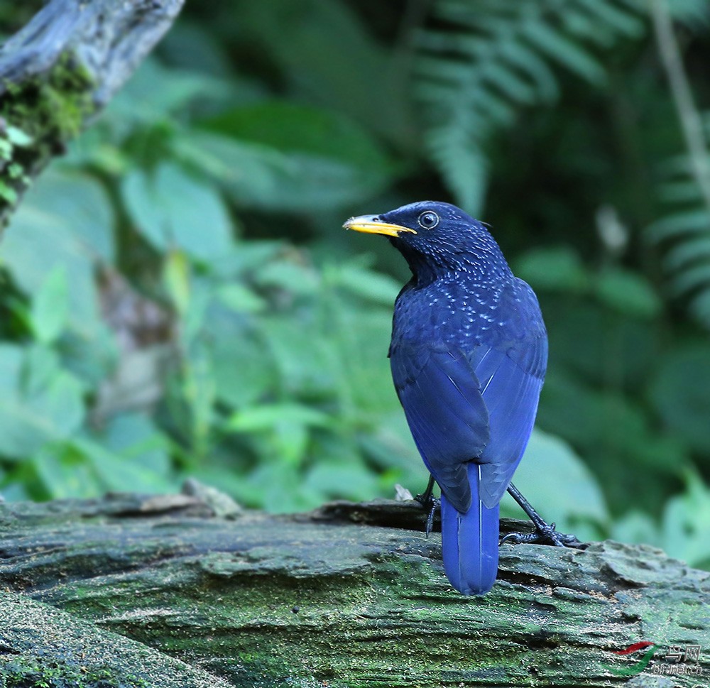 紫啸鸫 - 安徽版 anhui 鸟网