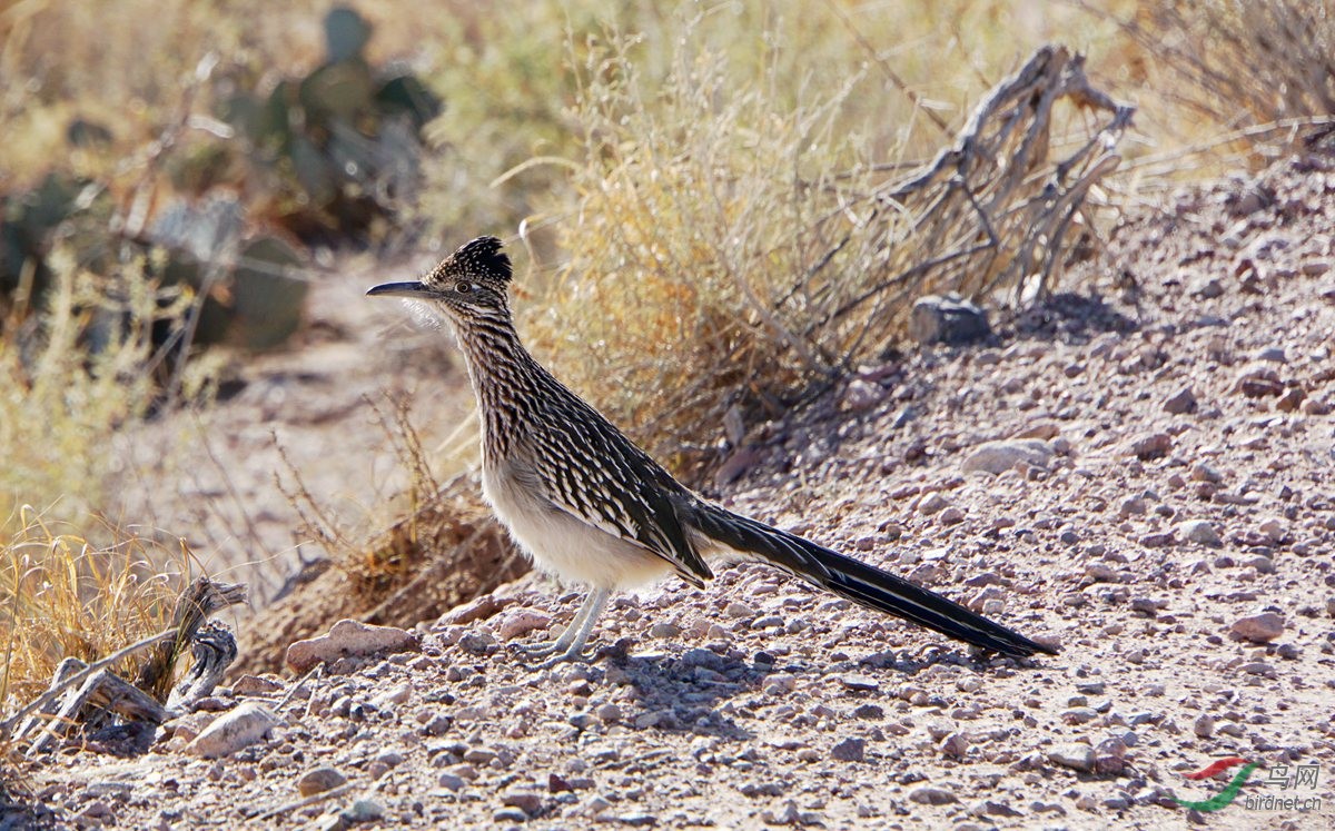 走鹃野外追拍走鹃贺图4获首页精华图片