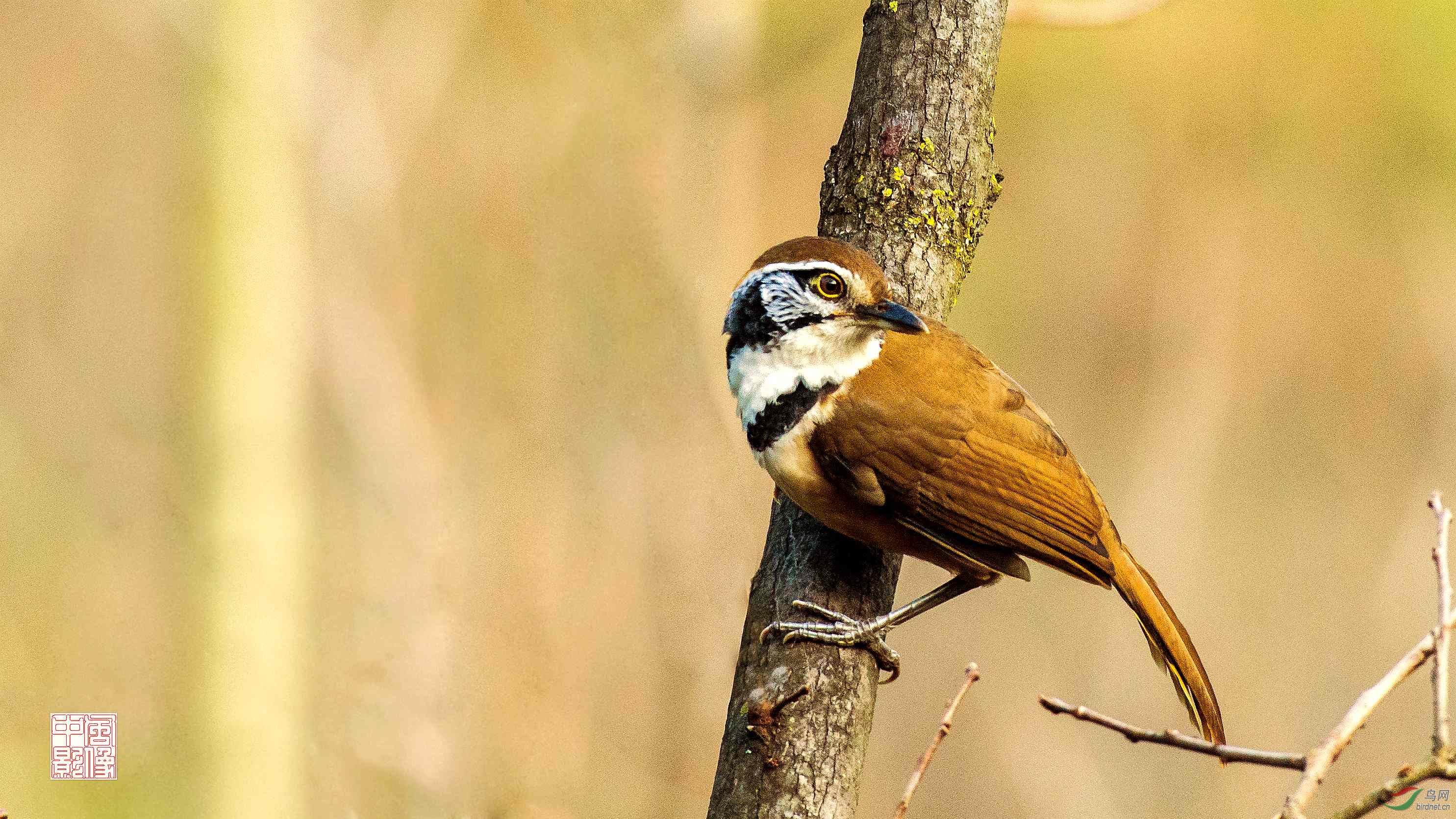大花脸------黑领噪鹛 - 艺术创意版 鸟网
