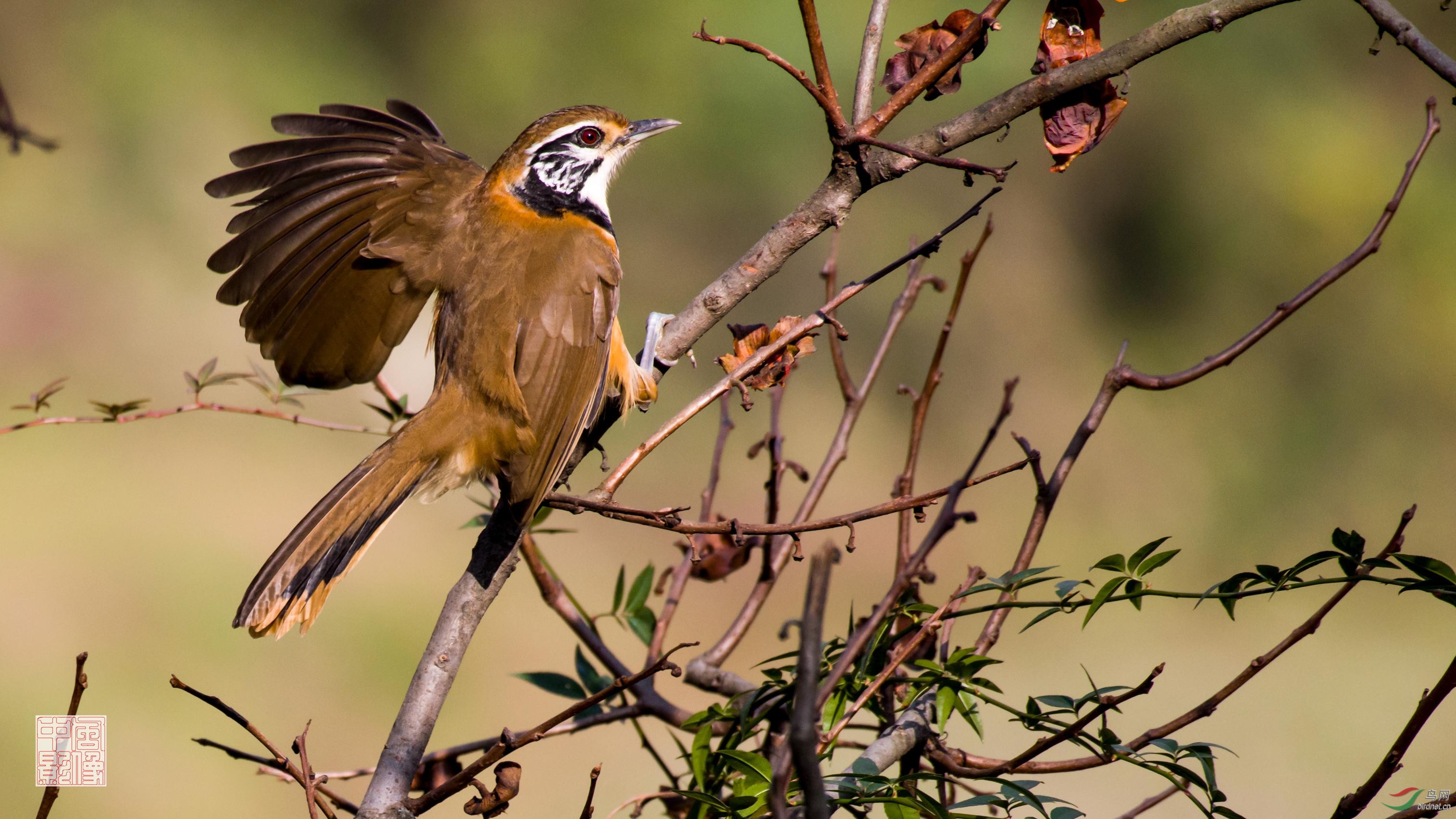 大花脸------黑领噪鹛 - 艺术创意版 鸟网
