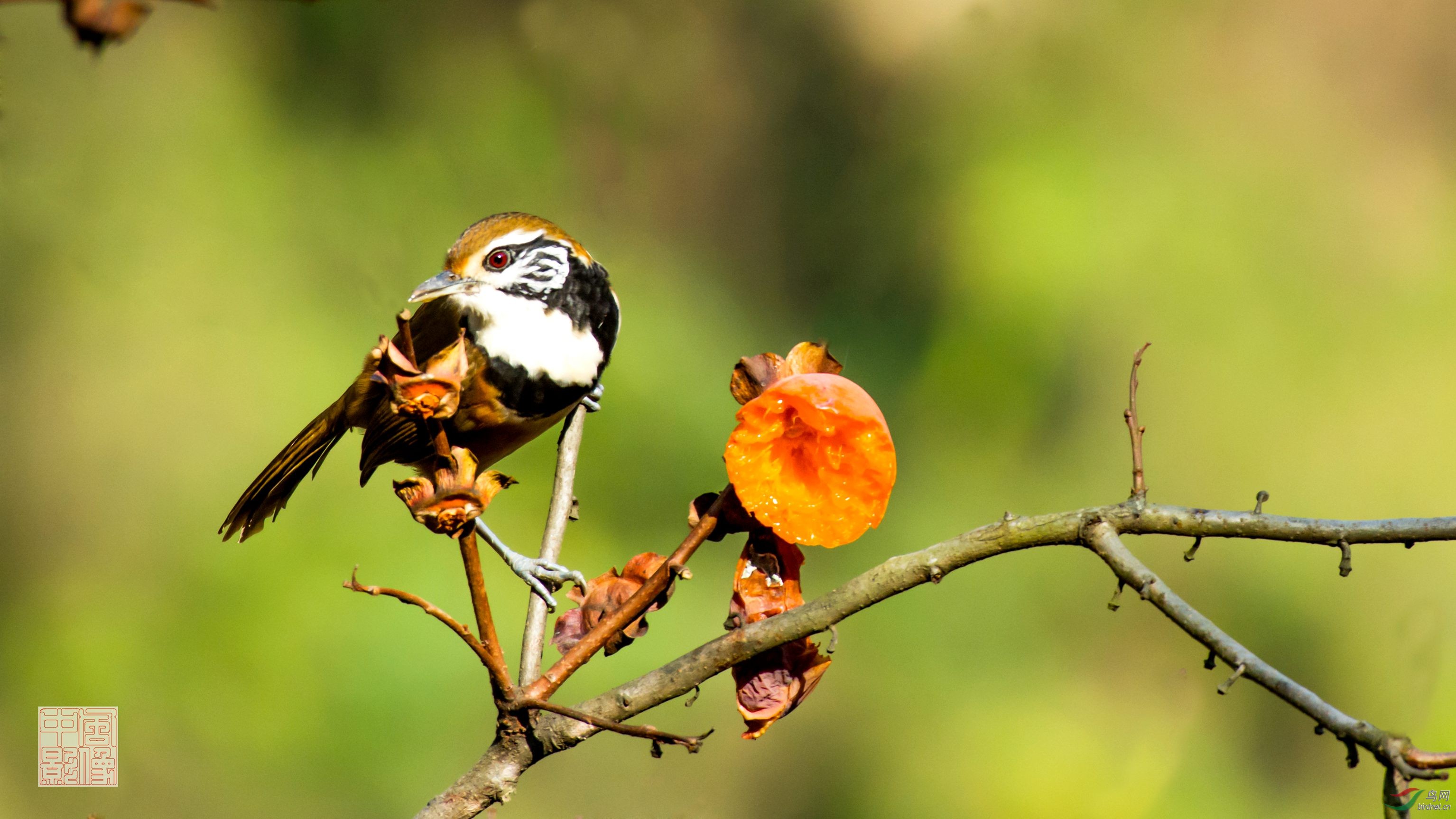 大花脸-黑领噪鹛