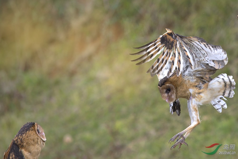 江西九江鄱阳湖等地发现国家二级保护动物----猴面鹰