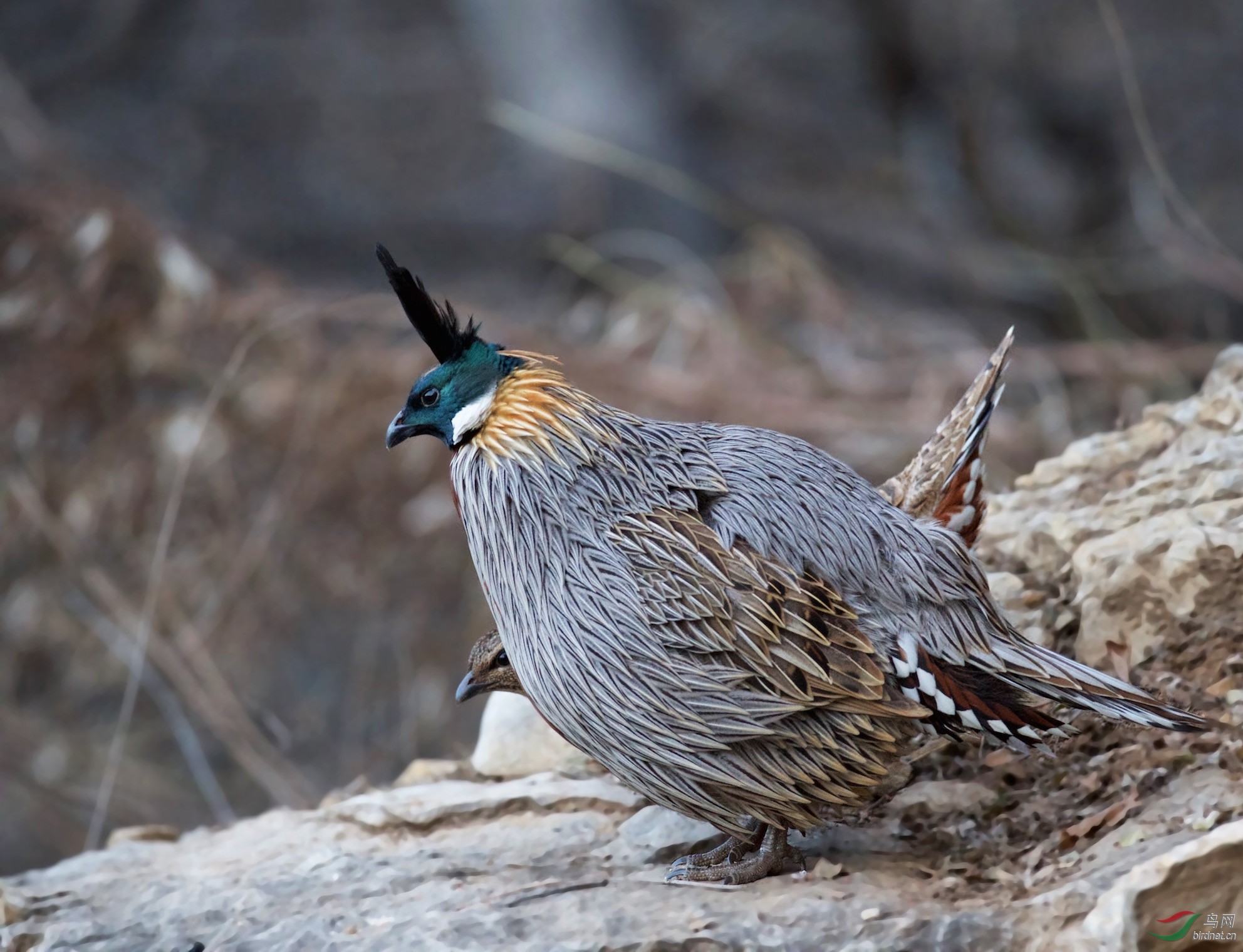 勺鸡含情脉脉夫妻照