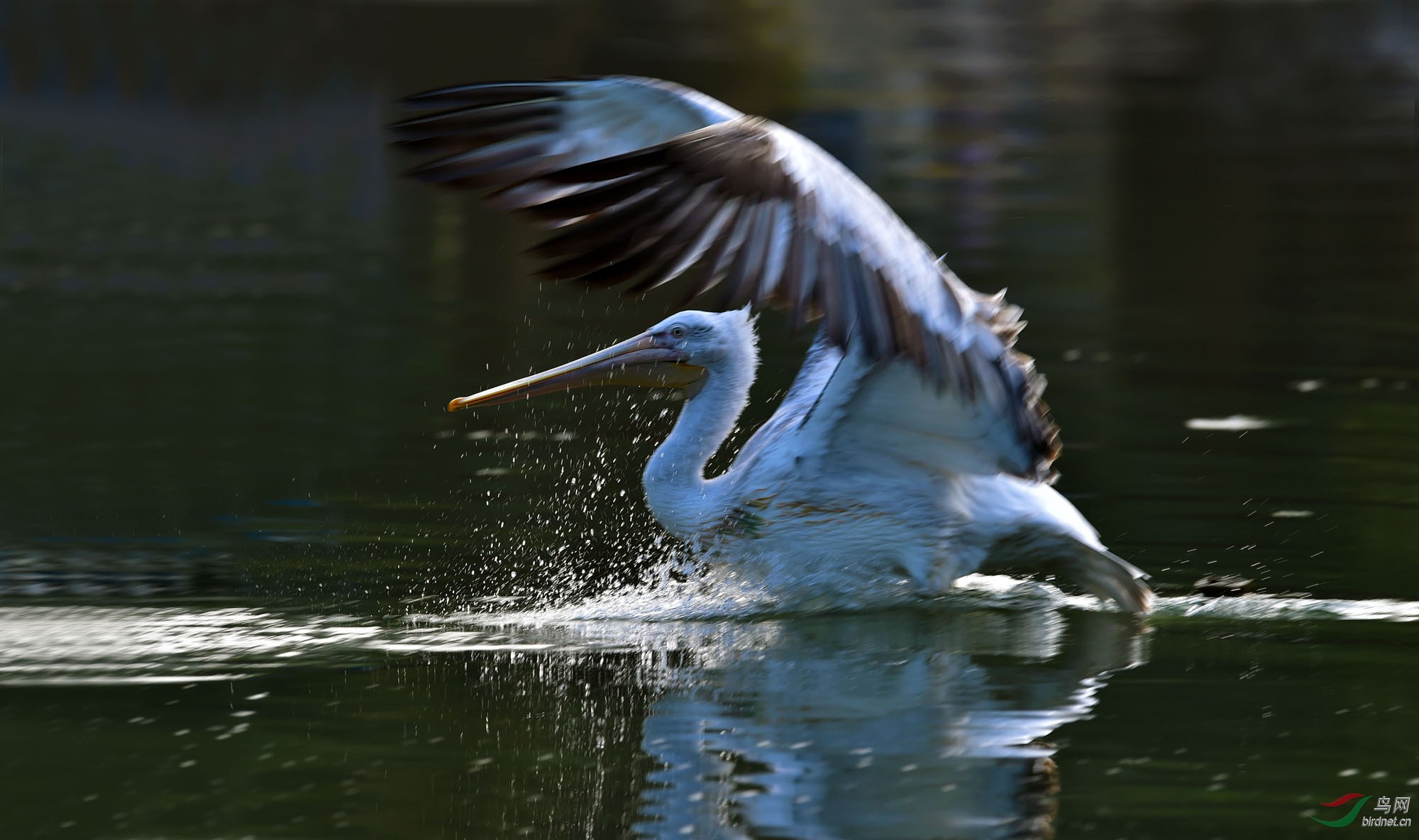 大宁湖突然飞来一只鹈鹕