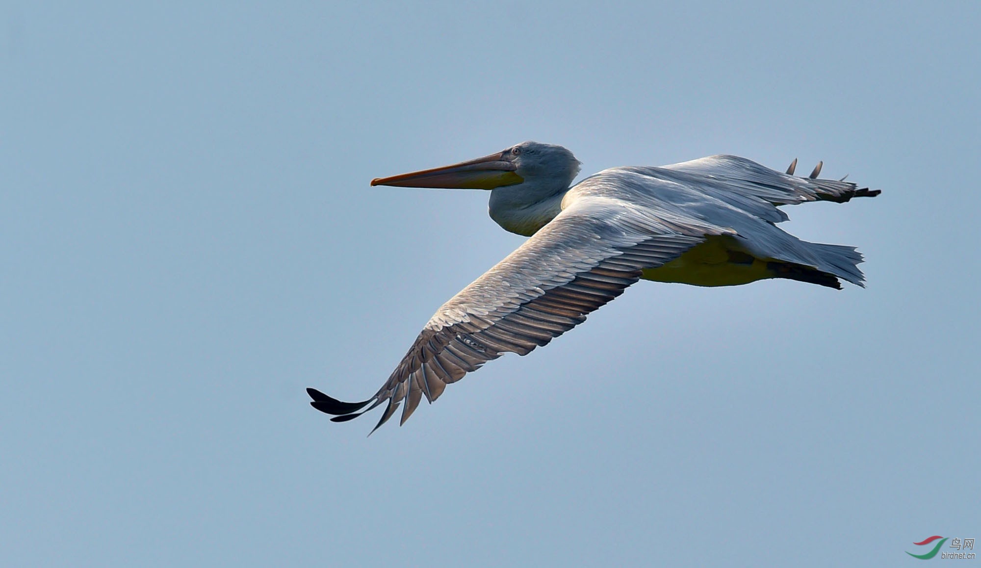 大宁湖突然飞来一只鹈鹕