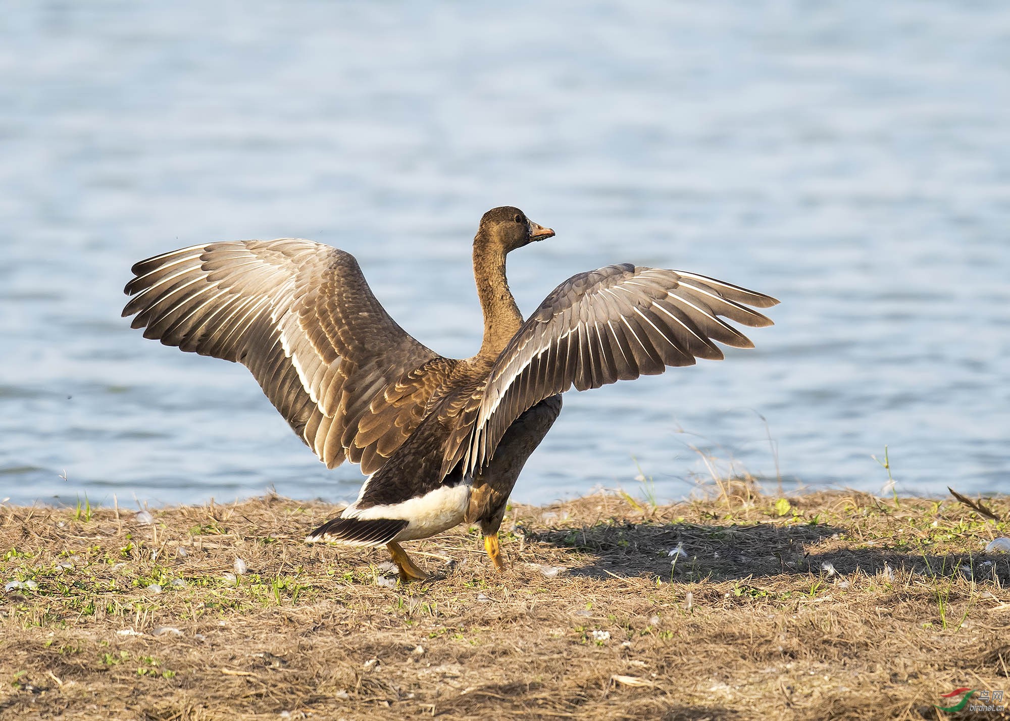 desktopgoose图片