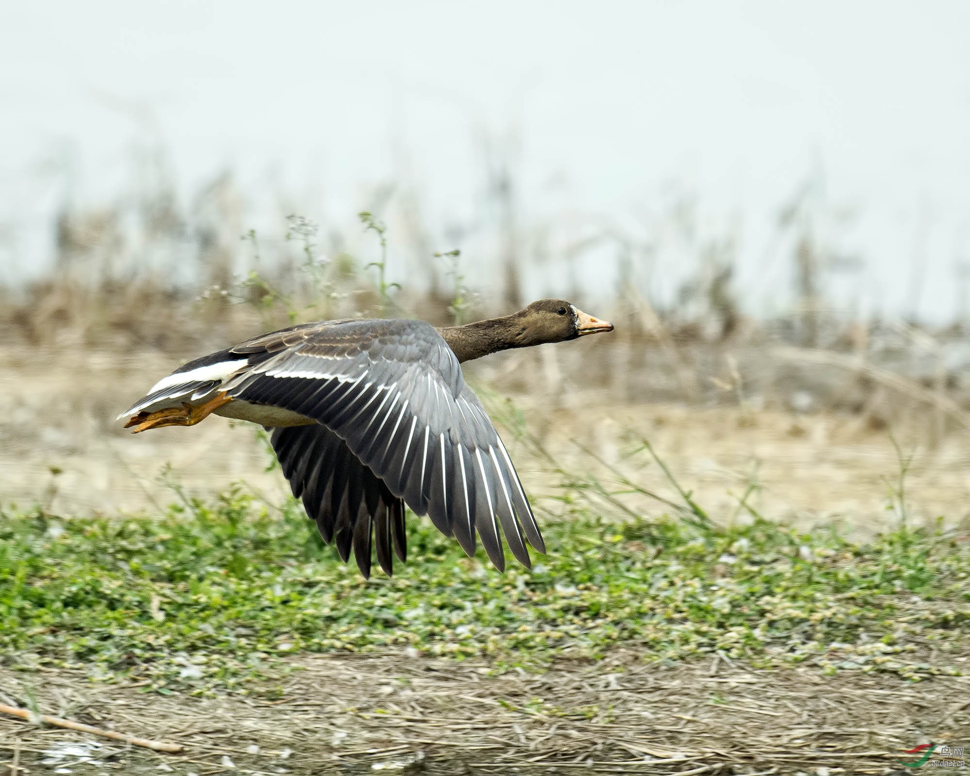白额雁冲上云霄greaterwhitefrontedgoose