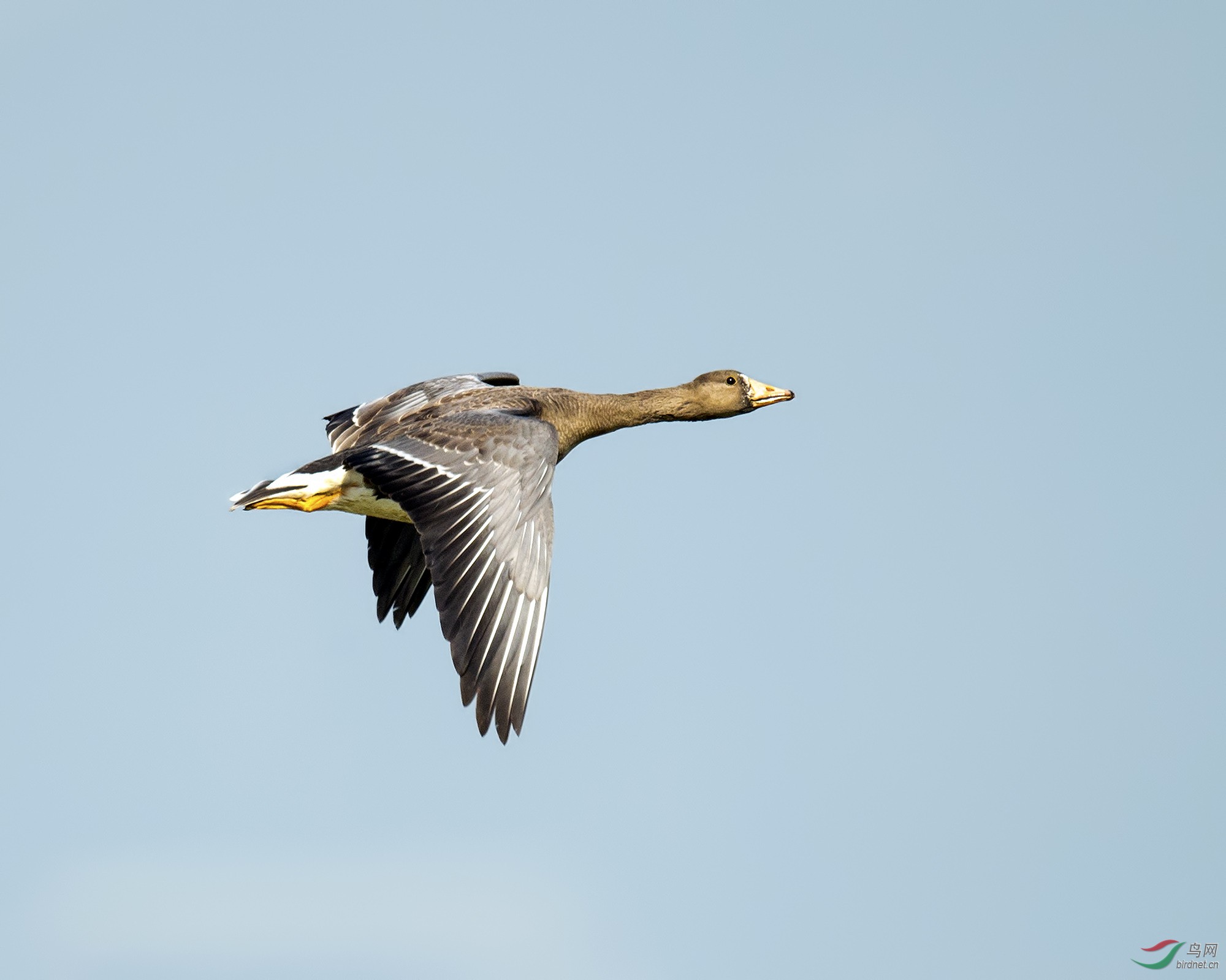 白额雁冲上云霄greaterwhitefrontedgoose