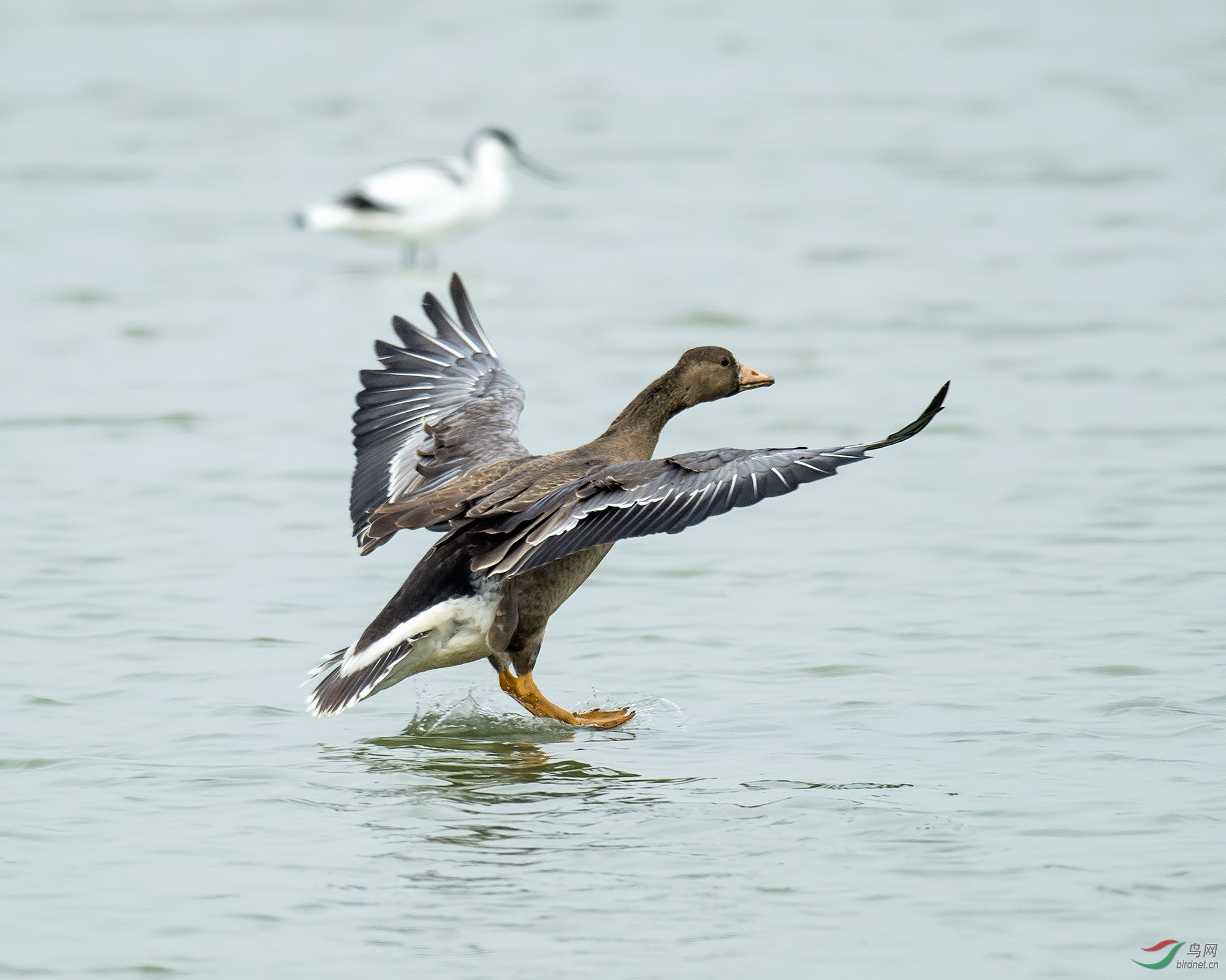 白额雁冲上云霄greaterwhitefrontedgoose