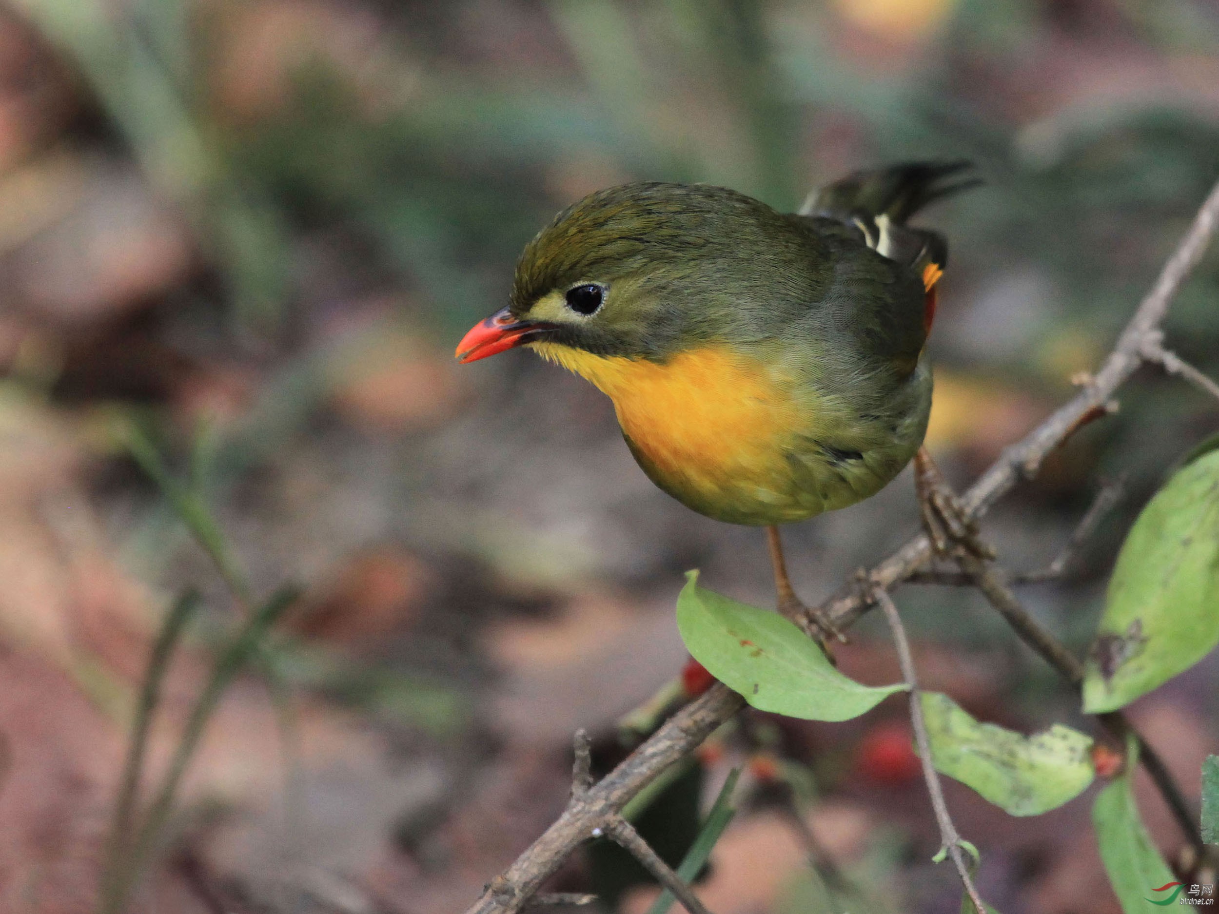 红嘴相思雀-板井