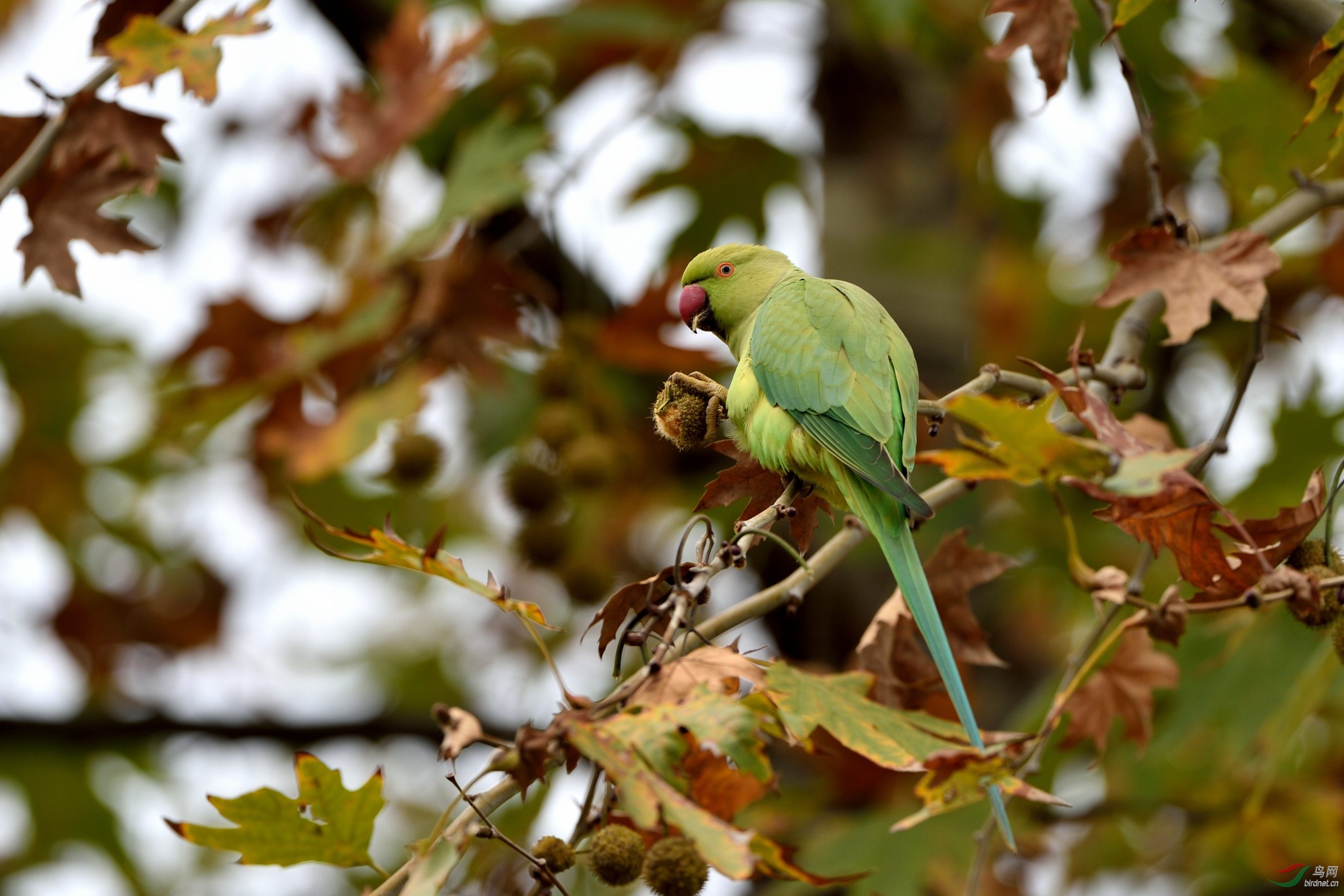 希腊树林里的红领绿鹦鹉