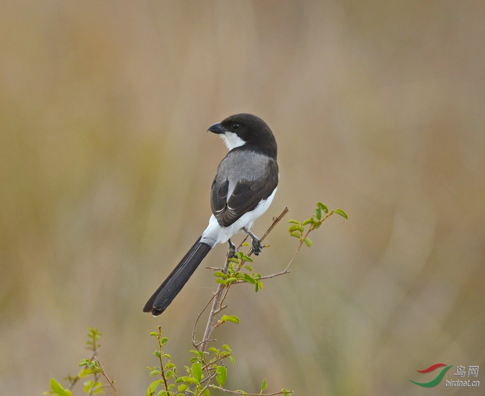 一组东非长尾伯劳