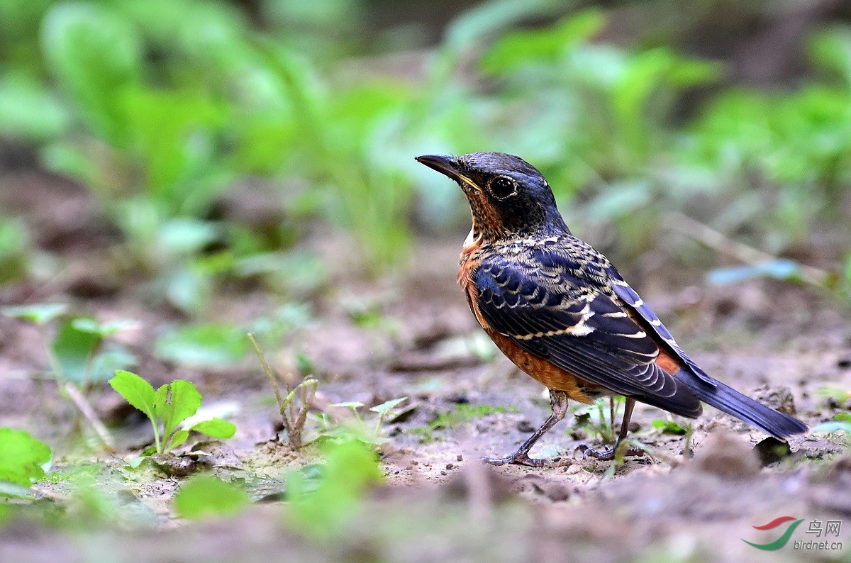 白喉矶鸫(雄鸟)