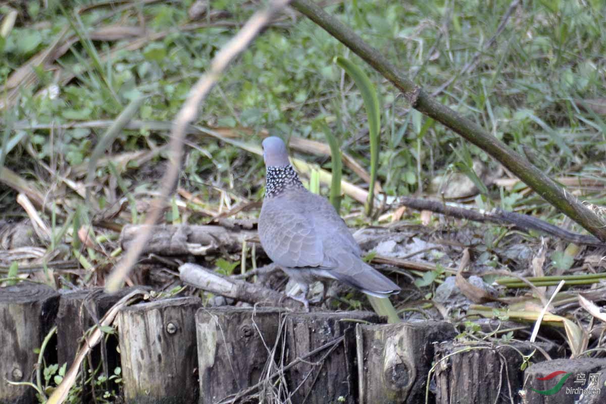 在林下草地覓食的珠頸斑鳩