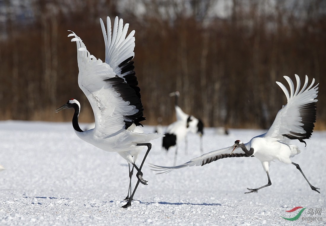 丹顶仙鹤舞翩翩