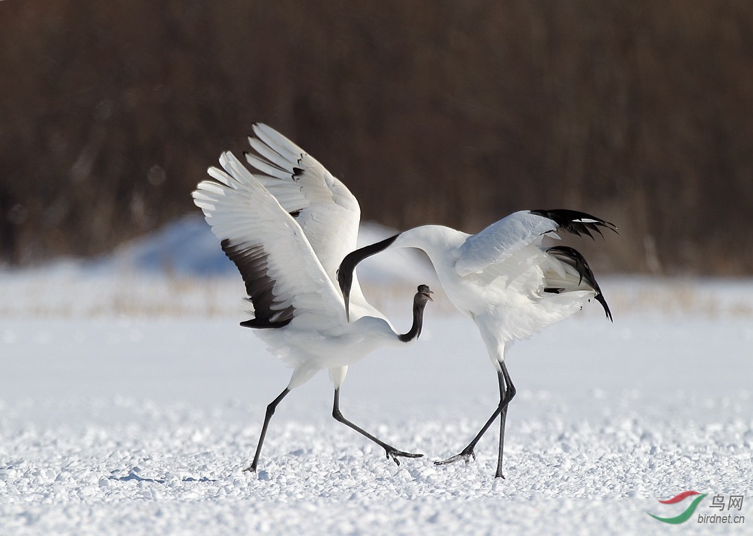 丹顶仙鹤舞翩翩
