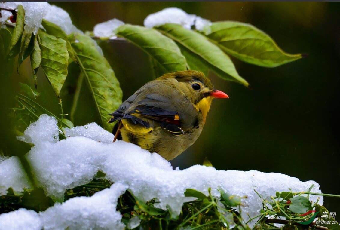 板井相思鳥