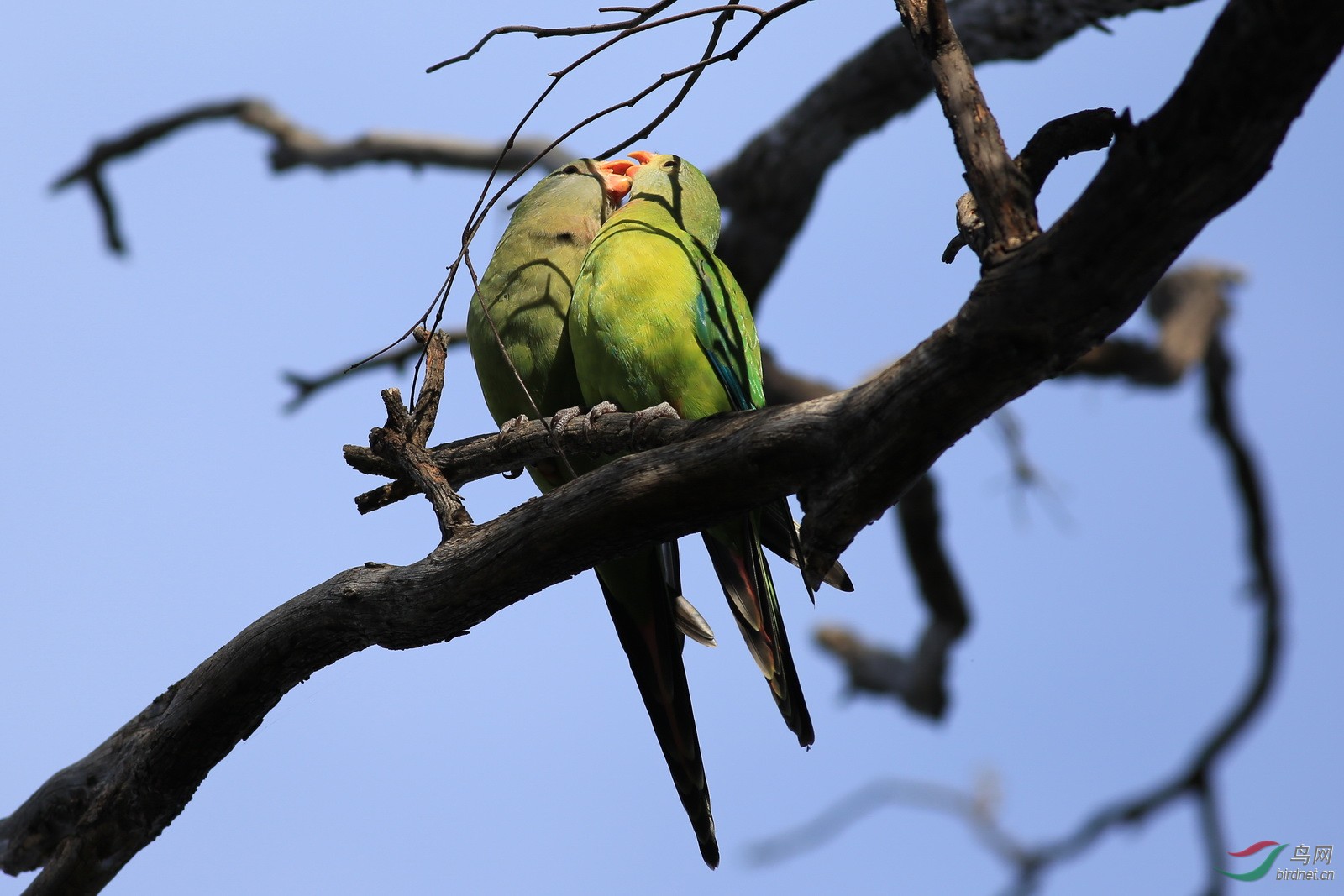澳洲拍鸟-堪培拉澳洲体育学院-华丽鹦鹉