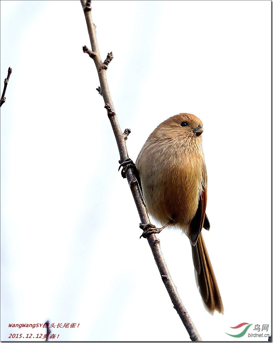 一组棕头长尾雀! - 观鸟拍鸟之旅 鸟网