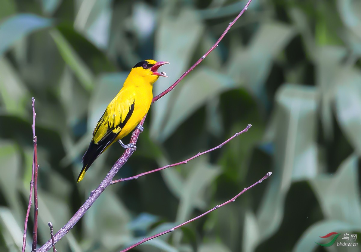 《边吃边唱》-黄鹂鸟(雄)