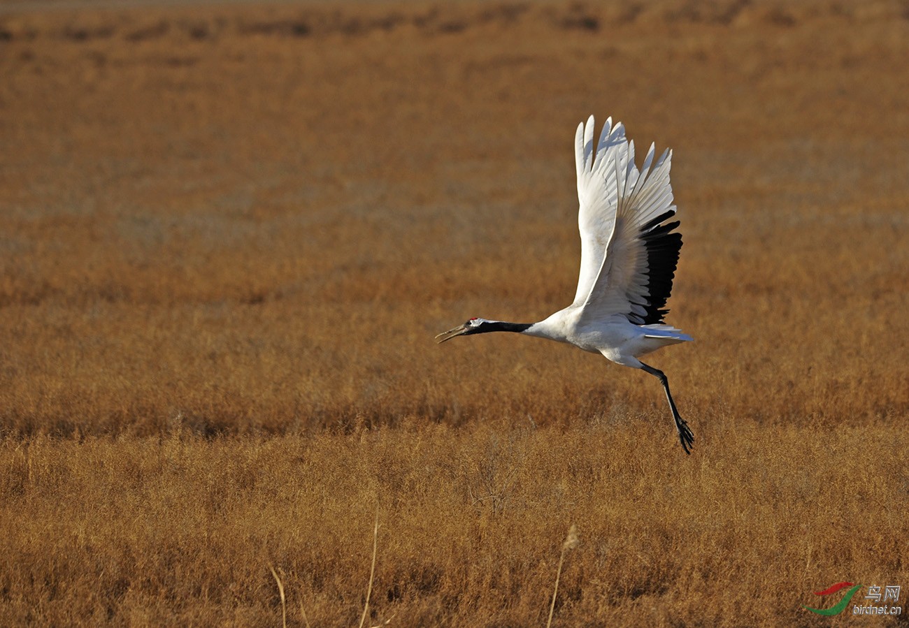 丹顶鹤起飞