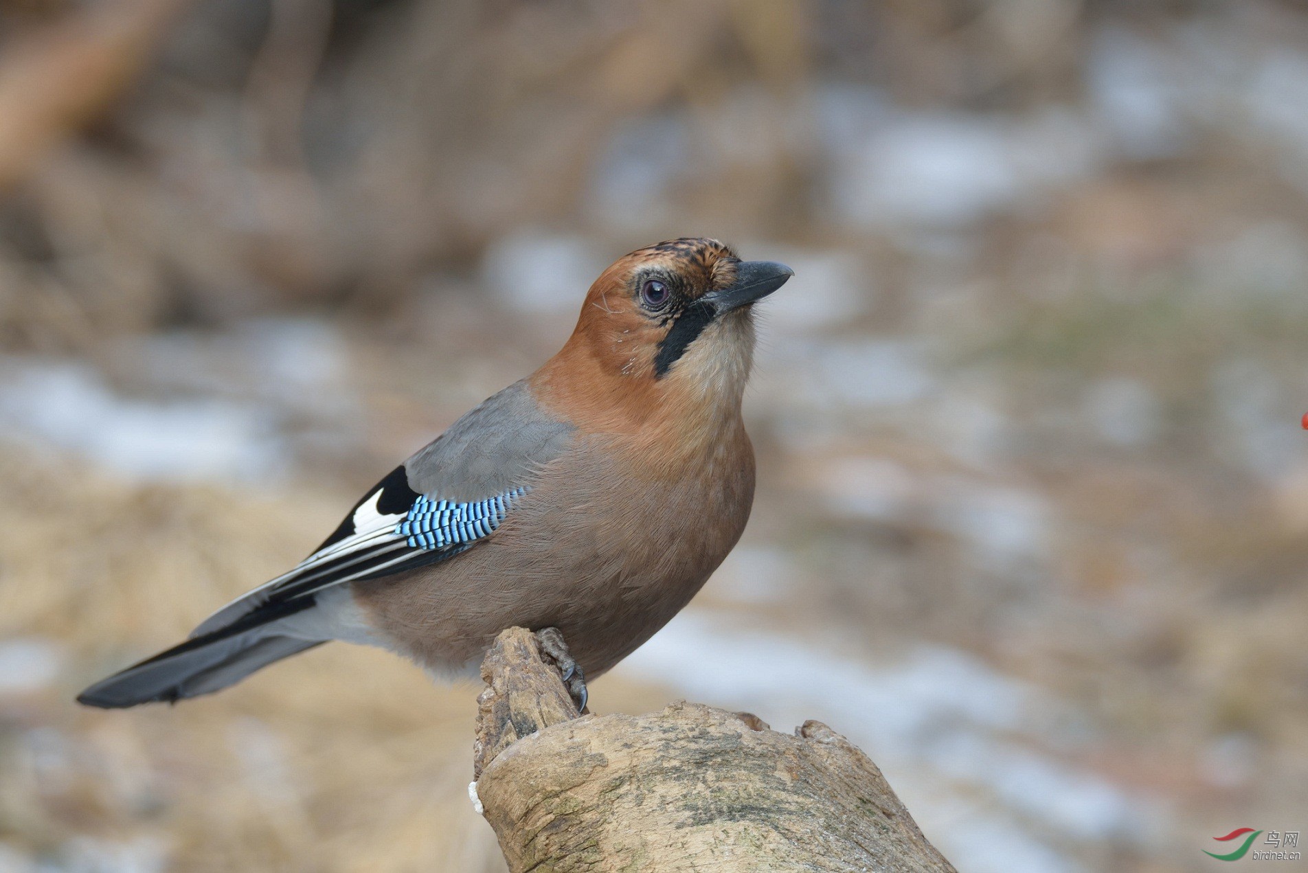 松鸦  松鸦(学名: garrulus glandarius)是中型鸟类,一共有34个亚种