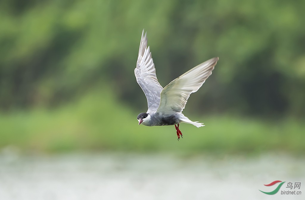 飞翔中的须浮鸥 - 鸟类文化版 鸟网