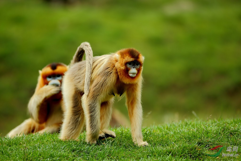 金丝猴