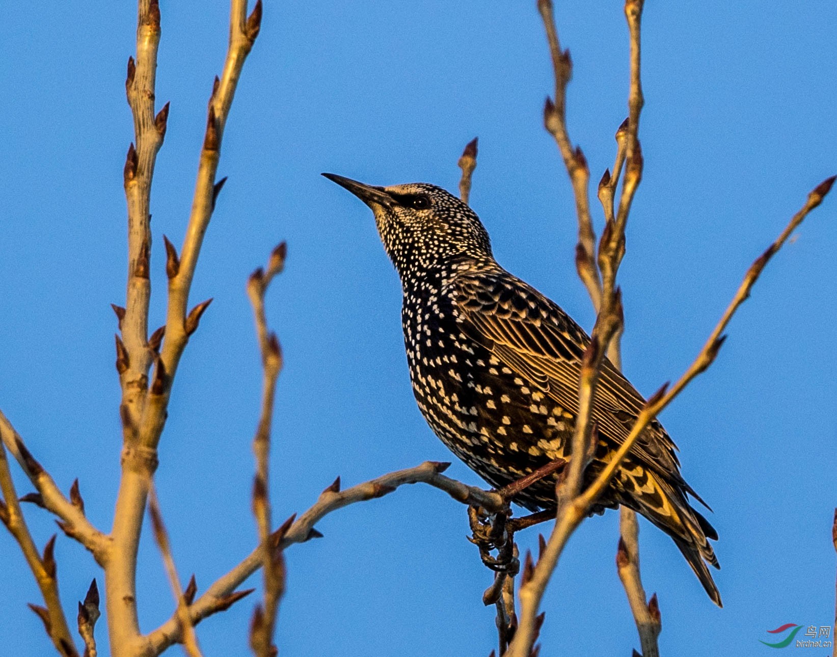 这是一只什么鸟