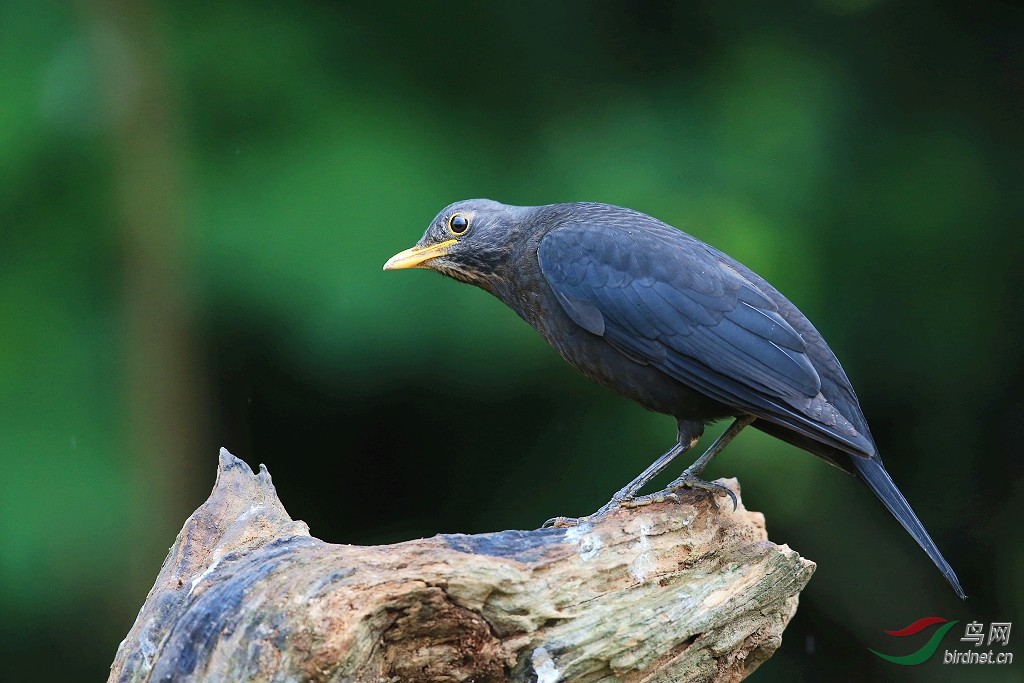 鸫鸫虽乌黑却是一国之鸟原幅图
