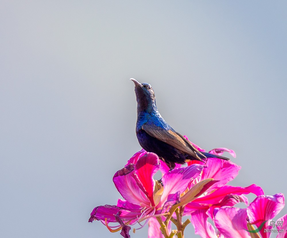 紫色花蜜鸟