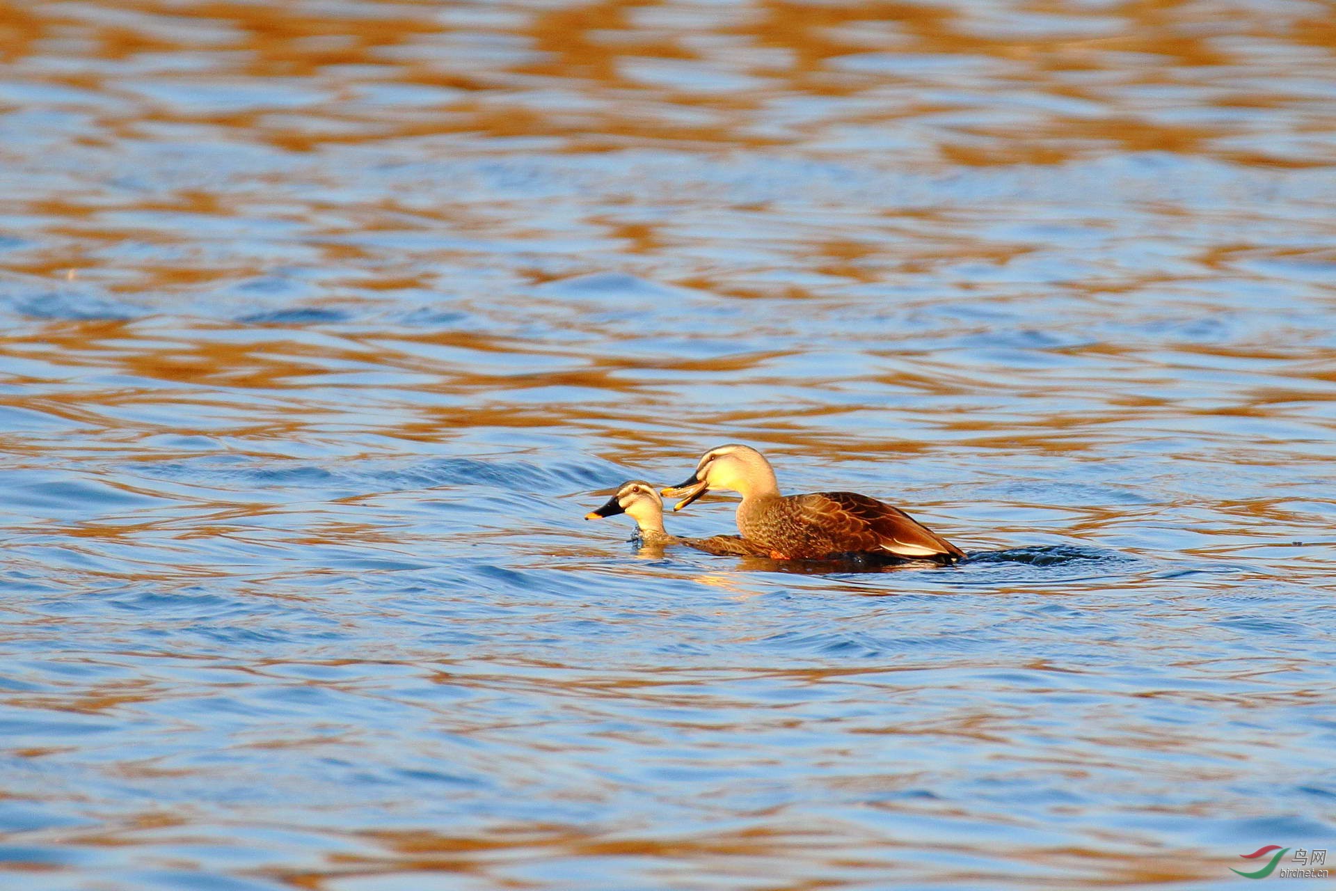 冬日斑嘴鸭踩蛋点击看大图