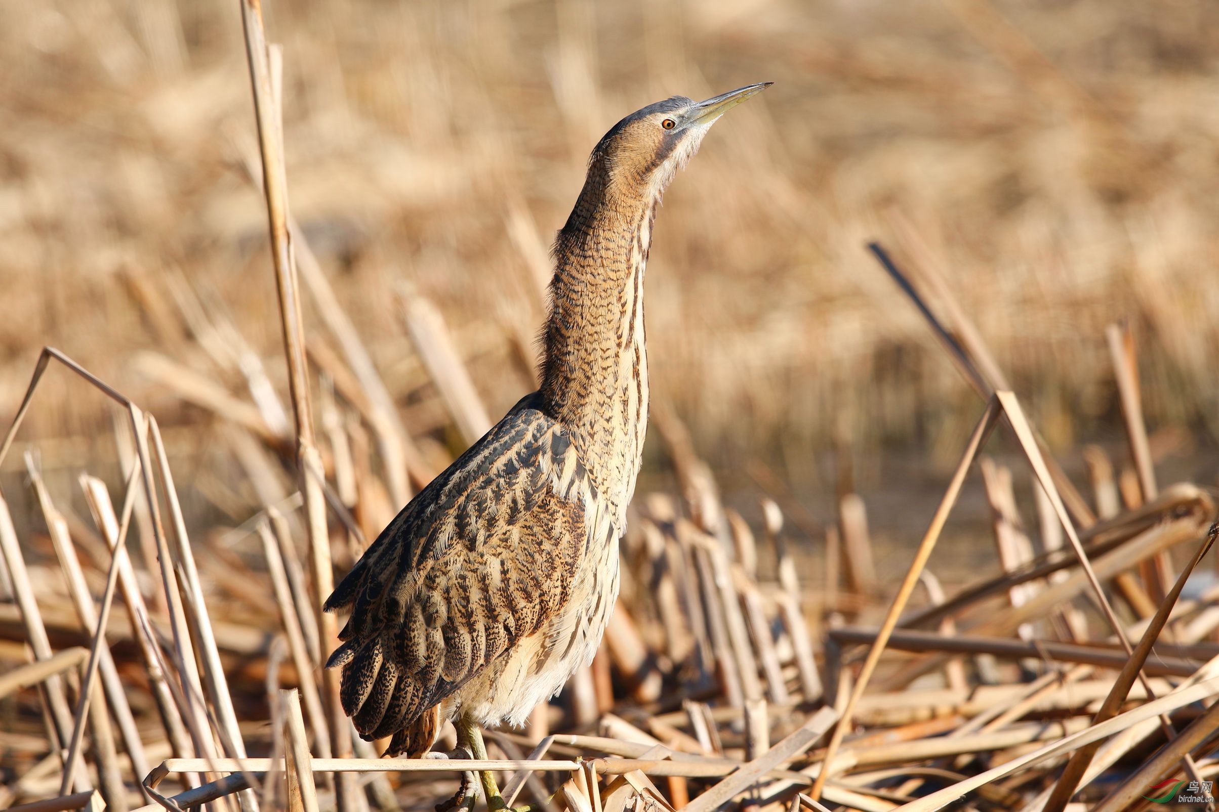 今天奥森拍的大鷌鹣左腿断了