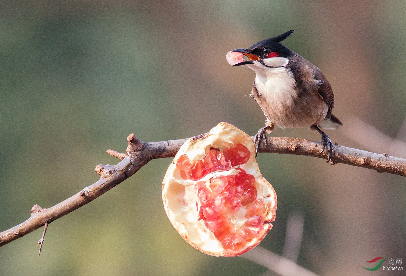吃石榴的红耳鹎