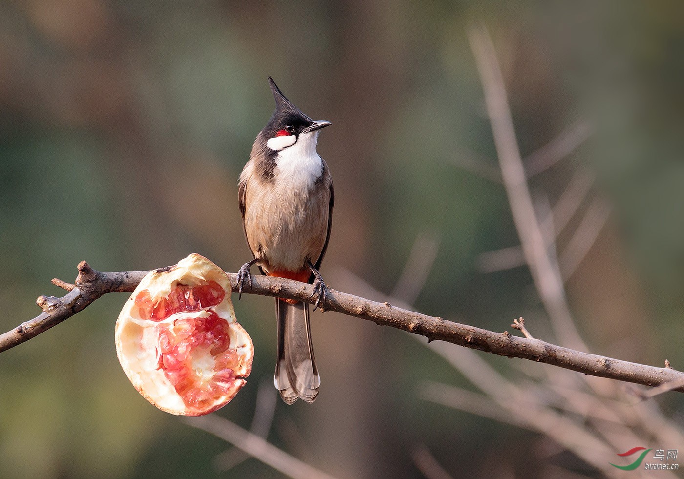吃石榴的红耳鹎