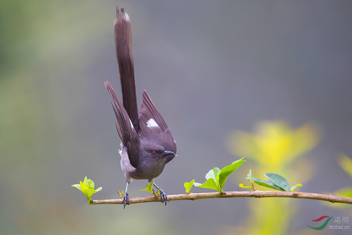祝主题分类在四川版试行长尾奇鹛