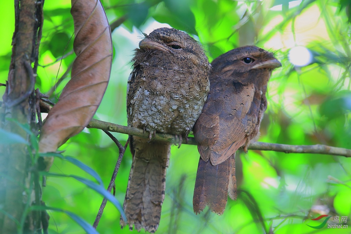 领蟆口鸱 - 观鸟拍鸟之旅 鸟网