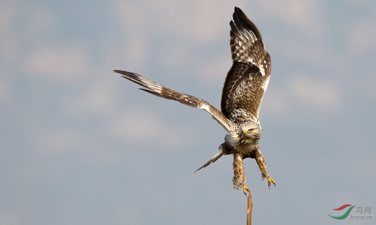 密云水库的毛腿鵟