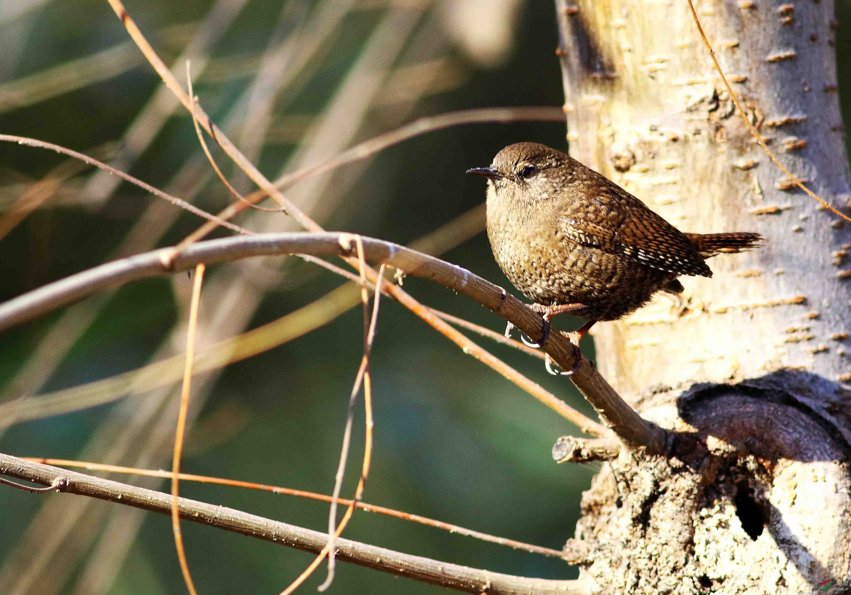 今天在裕西公园里拍的鹪鹩