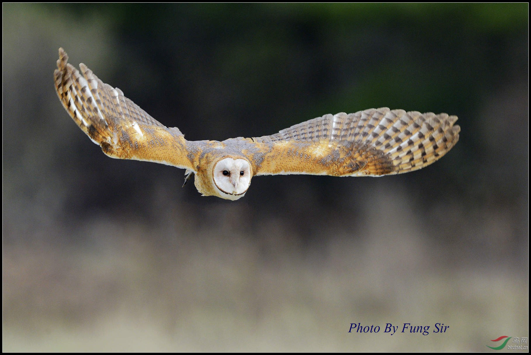 仓鴞(猴面鹰)barn owl