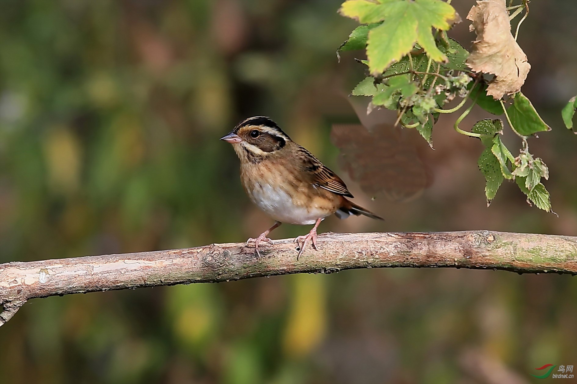 三道鹛 - 上海版 shanghai 鸟网