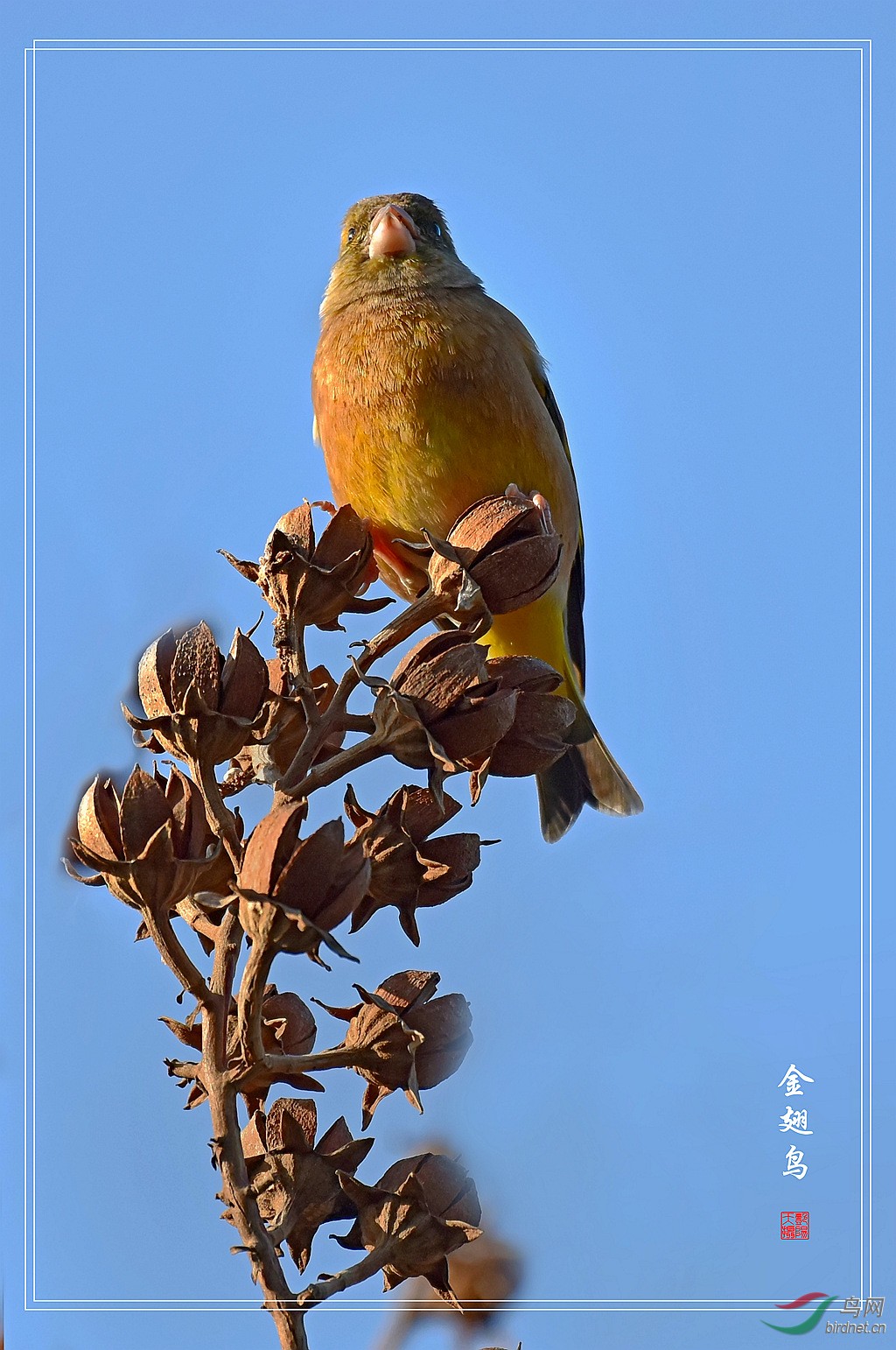 《独立枝头》----金翅鸟