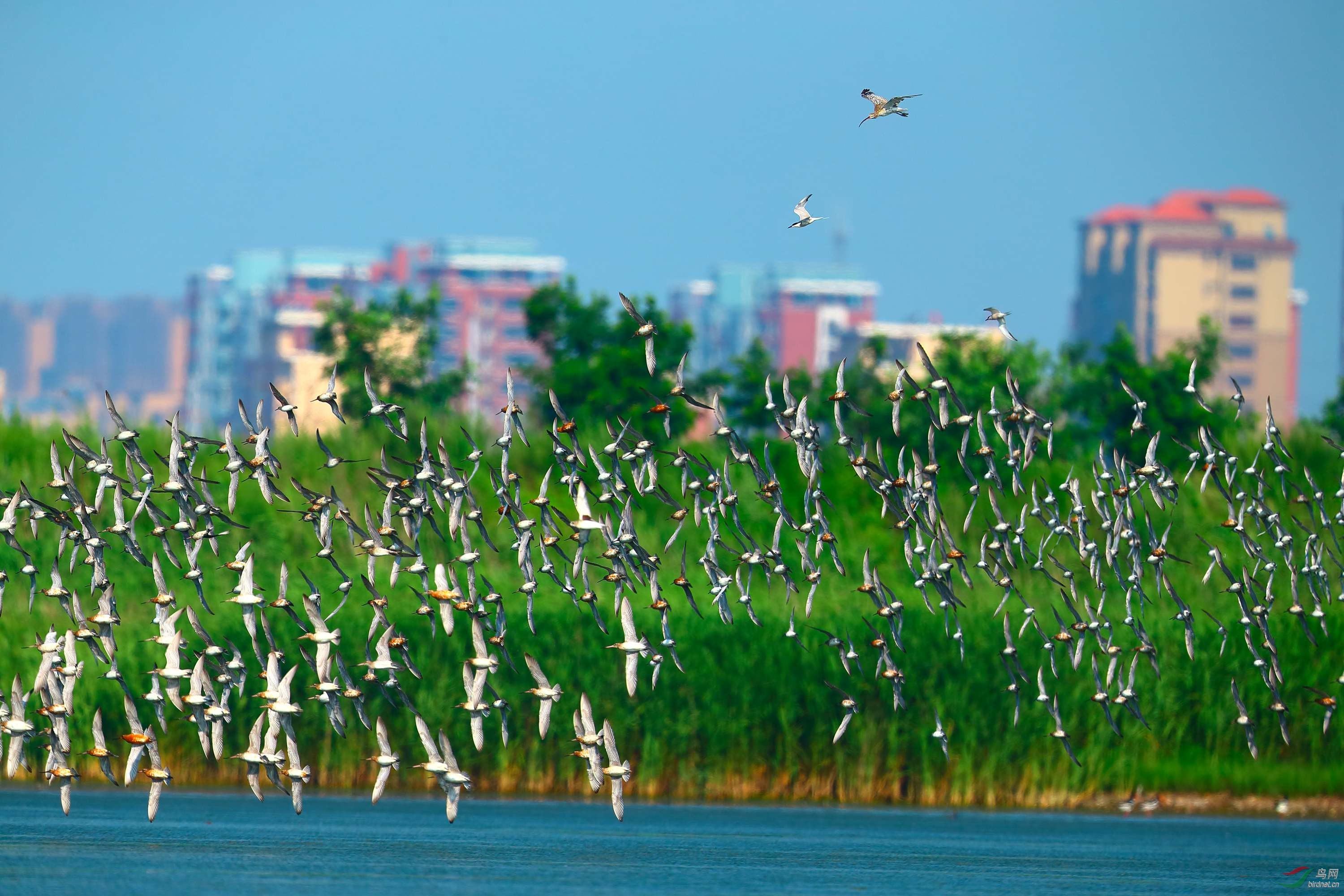 拍摄于丹东鸭绿江口岸湿地,谢谢赏贴.