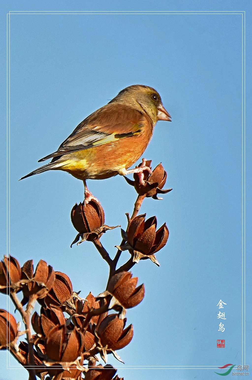 《独立枝头》----金翅鸟