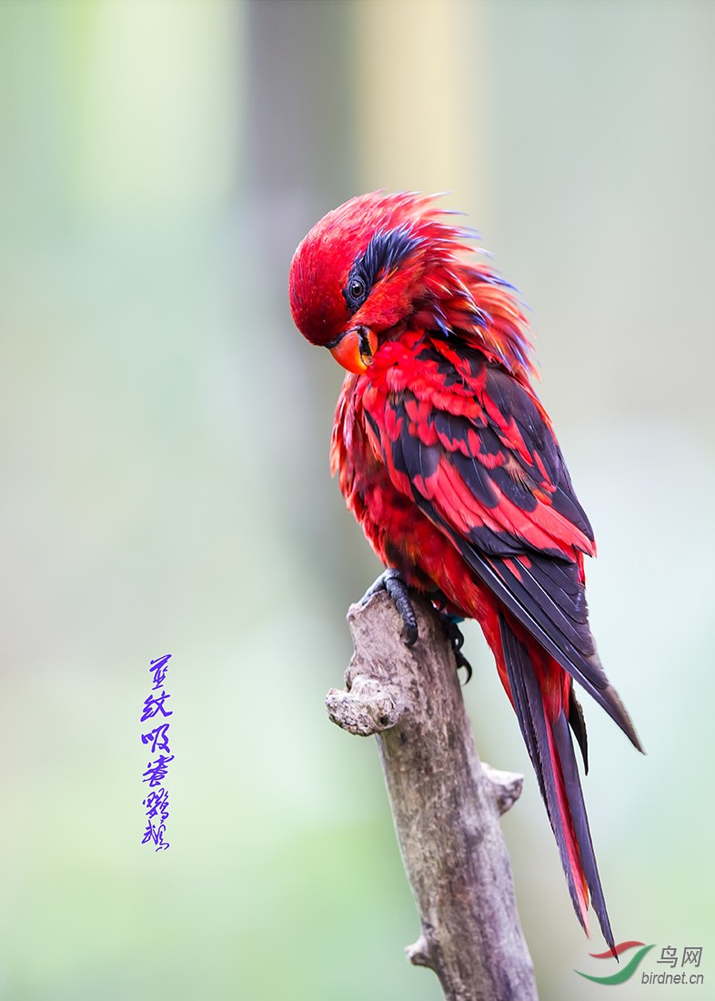 中国本土鹦鹉图片