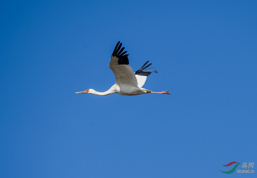 舞动白鹤,我心飞翔.