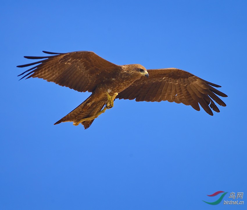 骑着魔杖的老鹰---荣获主题推荐   一只老鹰不知道从那里检来一根树枝