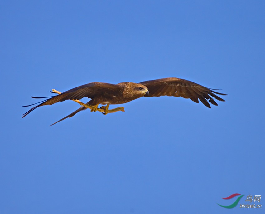 骑着魔杖的老鹰---荣获主题推荐